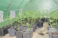 Cannabis plants valued at €96,000 seized in Co Cavan