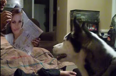 Julia Roberts takes on that dog that's terrified of Julia Roberts