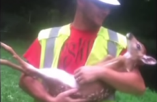Baby deer doesn't ever want to stop having its belly rubbed