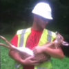 Baby deer doesn't ever want to stop having its belly rubbed