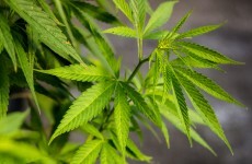 Two men arrested after gardaí seize €100k worth of cannabis
