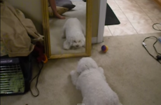 Dog sees its reflection in a mirror, has complete meltdown