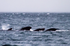 The battle against whaling is now in the Faroe Islands for their annual 'Dolphin Grind'