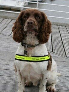 This sniffer dog found €40,000 on a man who was then arrested
