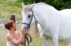 The ISPCA wants horse owners to tackle over-population