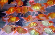 Goldfish ban for San Fran?