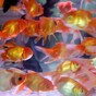 Goldfish ban for San Fran?
