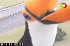 Toucan shows off in front of a traffic camera in Brazil