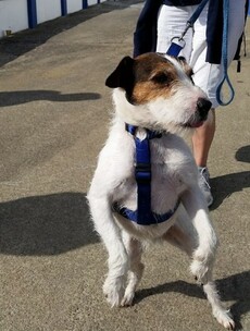 Tweeting dog survives 90-metre plunge into the Atlantic