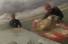 Baby seal joins surfers on their boards to catch some waves
