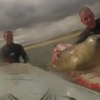 Baby seal joins surfers on their boards to catch some waves
