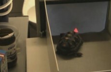 Tortoises master touch screen technology in exchange for strawberries