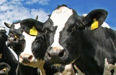 Tired of the traditional mart? A new website allows livestock to be auctioned online