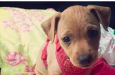 Animal shelter uses Tinder to match abandoned dogs with new owners