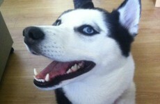 Therapy dog Elka found by The Vikings film crew