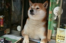 This adorable dog "works" in a cigarette shop in Japan