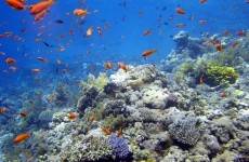 Extinction of ocean life is ‘speeding up’