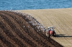 Farmers have 'added childcare responsibilities' during busiest months due to income pressure