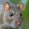 Rats On A Plane: Rodent infestation grounds Indian aircraft