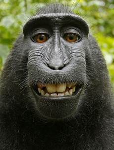 Photographer loses battle with Wikipedia over this amazing monkey selfie