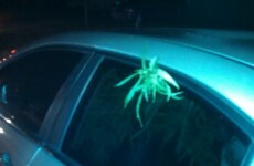 Men pulled over with marijuana plant sticking out of window
