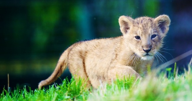Dublin Zoo has a new attraction - and we're not lion*
