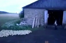 This Russian farmer is incredibly effective at herding his ducks