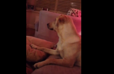 Dundalk dog sings along with The Hangover