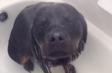 This dog loves taking a shower more than anyone else in the world