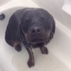 This dog loves taking a shower more than anyone else in the world