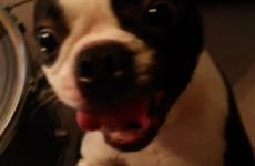 This dog is REALLY not impressed with your drumming