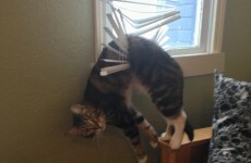 Happy World Cat Day! Look at these 14 cats who forgot how to cat