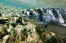 €230,000 announced for 'rehabilitation' of wild salmon and sea trout