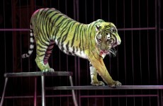 Aaron McKenna: Animal circuses are a shameful cruelty that you should avoid funding