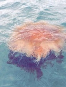 Deadly Lion's mane jellyfish spotted in Dublin Bay