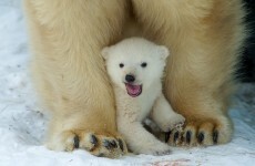 Russia's food sanctions are hurting the animals at Moscow Zoo