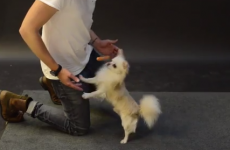 Dogs react hilariously to levitating hot dog trick