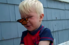 Little boy attempts to release his butterfly friend but it just can't leave