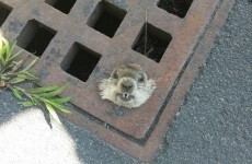 Little woodchuck rescued after getting head stuck in a grate