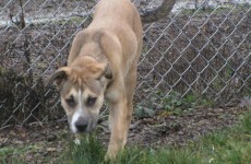 Dogs left for days without food and water in ISPCA run shelter
