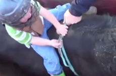 Your nerves will be gone watching this little boy bull-rider