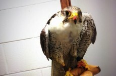 What did you make of Flash the Falcon at Croke Park yesterday?