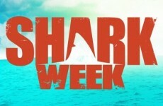 Shark Week: what is it and what is all the fuss about?