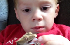 Little boy is so loyal to pet lizard that he lies for him