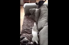 Dog gets way too excited about new kitten, falls off couch