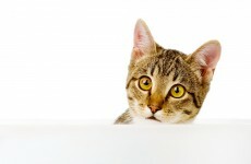 Campaign underway to have stray cats neutered