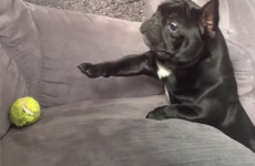 Every short person will recognise this dog's struggle to reach his tennis ball