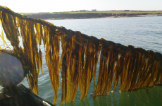 Irish scientists aim to use seaweed to sustainably create bioplastics
