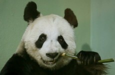 Edinburgh Zoo’s panda is believed to be pregnant