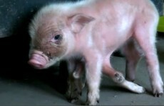 This six-legged piglet will melt your heart